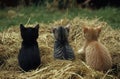 Three adorable kittens, black, tabby, and ginger, sitting on hay bale, back view Royalty Free Stock Photo