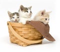 Three kittens in a basket Royalty Free Stock Photo