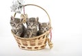 Three kittens in basket Royalty Free Stock Photo