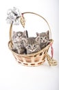 Three kittens in basket Royalty Free Stock Photo