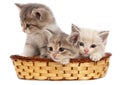 Three kittens in a basket on a white background Royalty Free Stock Photo