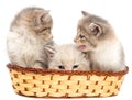 Three kittens in a basket on a white background Royalty Free Stock Photo