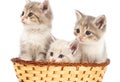 Three kittens in a basket on a white background Royalty Free Stock Photo