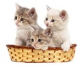 Three kittens in a basket on a white background Royalty Free Stock Photo