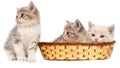 Three kittens in a basket on a white background Royalty Free Stock Photo