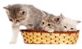 Three kittens in a basket on a white background Royalty Free Stock Photo