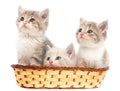 Three kittens in a basket on a white background Royalty Free Stock Photo