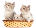 Three kittens in a basket on a white background Royalty Free Stock Photo