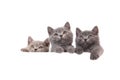 Three Kittens British on white background Royalty Free Stock Photo