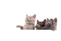 Three Kittens British on white background Royalty Free Stock Photo
