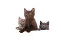 Three Kittens British on white background Royalty Free Stock Photo