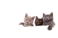 Three Kittens British on white background Royalty Free Stock Photo