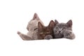 Three Kittens British on white background Royalty Free Stock Photo
