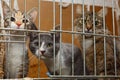 Three kittens in a cage Royalty Free Stock Photo