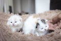 Three kittens on carpet and human hand. The kitten lies on the fabric in the room. Cute kitten with copy space. Scottish fold Royalty Free Stock Photo