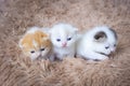 Three kittens on carpet. The kitten lies on the fabric in the room. Cute kitten with copy space. Scottish fold kitten in house.Pet Royalty Free Stock Photo