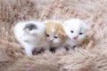 Three kittens on carpet. The kitten lies on the fabric in the room. Cute kitten with copy space. Scottish fold kitten in house.Pet Royalty Free Stock Photo