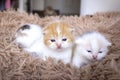 Three kittens on carpet. The kitten lies on the fabric in the room. Cute kitten with copy space. Scottish fold kitten in house.Pet Royalty Free Stock Photo