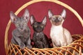 Three kittens Cornish Rex cats are sitting in a basket Royalty Free Stock Photo