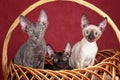 Three kittens Cornish Rex cats are sitting in a basket Royalty Free Stock Photo