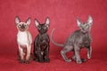 Three kittens Cornish Rex cats are sitting on a red background Royalty Free Stock Photo