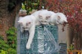 Three Kittens on Garden Fencing Roll Royalty Free Stock Photo