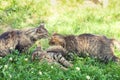 Three kittens on the grass Royalty Free Stock Photo