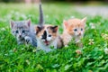 Three kittens on the grass Royalty Free Stock Photo