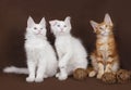 Three kittens Maine Coon