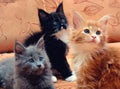 Three kittens Maine Coon sitting on the couch Royalty Free Stock Photo