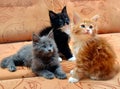 Three kittens Maine Coon sitting on the couch Royalty Free Stock Photo