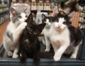 Three Kittens One Background Cat Pet Store Cage Black White Grey Sitting Cute Portrait Kitten Cats Pet Pets Royalty Free Stock Photo