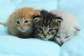 Three Kittens Over Blue Background.