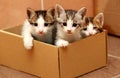 Three kittens in the paper box Royalty Free Stock Photo