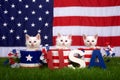 Three kittens in patriotic pots USA blocks Flag background Royalty Free Stock Photo
