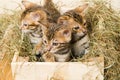 Three kittens peep out of the box like mushrooms Royalty Free Stock Photo