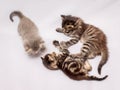 Three kittens are played, the top view_ Royalty Free Stock Photo