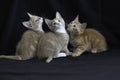 Three kittens playing on black background Royalty Free Stock Photo