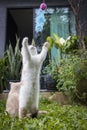 Three kittens are playing in the front yard. Cute cat on geen grass in the garden. Funnuy kitten moment Royalty Free Stock Photo