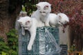 Three Kittens on Roll of Garden Fencing Royalty Free Stock Photo