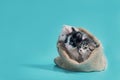 three kittens in a sack on a turquoise background