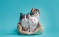 three kittens in a sack on a turquoise background