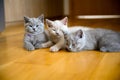 Three kittens in the same litter were lounging on a wooden floor in the bedroom, a blue and lilac British Shorthair cat