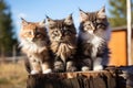 Three kittens of siberian breed on a background of autumn nature, Three kittens of siberian breed sitting on a wooden fence, AI