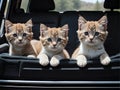 three kittens sitting in the back seat of a car