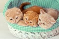 Three kittens sitting in a basket Royalty Free Stock Photo