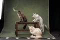 three kittens are sitting on a bench on a green background. Funny cats play together. Royalty Free Stock Photo