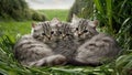 Three kittens are sitting in a circle on the grass, AI Royalty Free Stock Photo