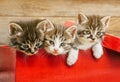 Three kittens sitting in a red box Royalty Free Stock Photo