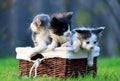 Three kittens sitting in wicker basket on green grass. One of them licked Royalty Free Stock Photo